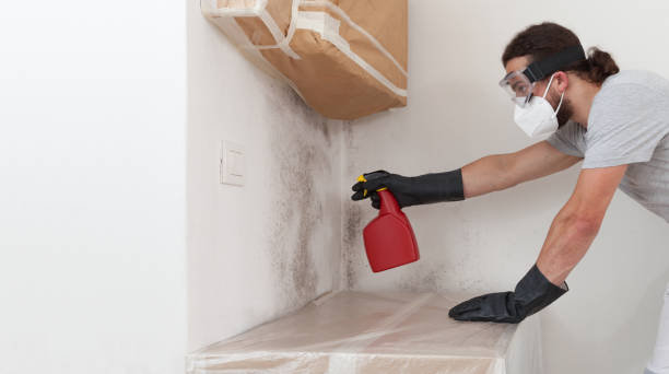 Professional Basement Mold Removal technician working in Orbisonia, PA