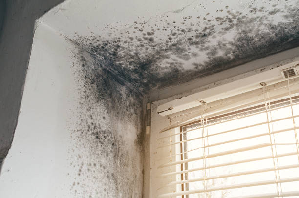 Affordable Basement Mold Removal solutions in Orbisonia, PA