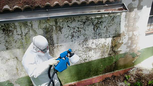 Top rated local Basement Mold Removal specialists in Orbisonia, PA